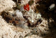 Raja Ampat 2016 - Halophryne hutchinsi - Hutchins toadfish - Poisson crapaud  IMG_5480_rc